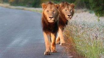 七首雄狮,探寻古代战神传奇